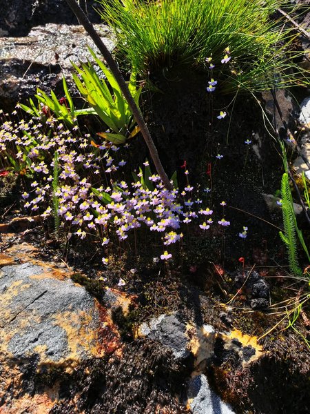 Thumbnail of www-instagram-com-p-dsqruqmiars-img-index-1 8