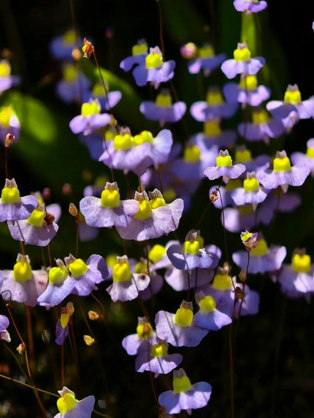 Thumbnail of www-instagram-com-p-dsqruqmiars-img-index-1 9