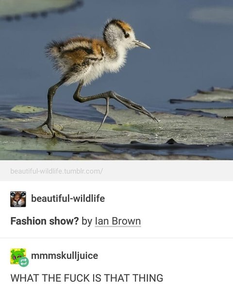 Thumbnail of p-bftrniyhohl-776afd3c0091409f 0