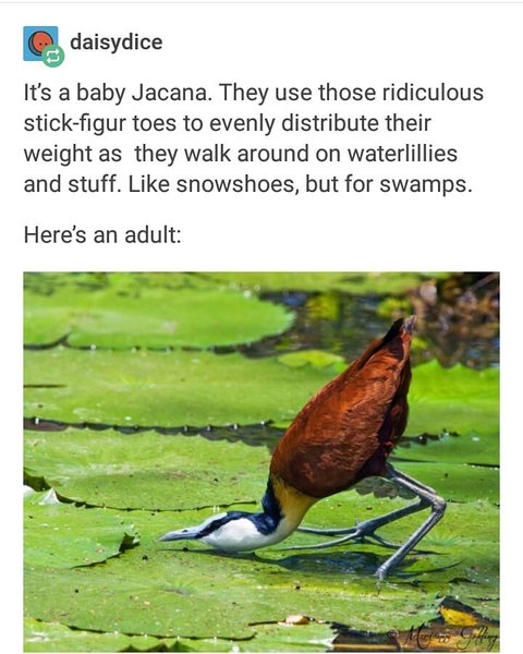 Thumbnail of p-bftrniyhohl-776afd3c0091409f 1