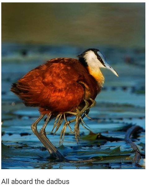 Thumbnail of p-bftrniyhohl-776afd3c0091409f 4