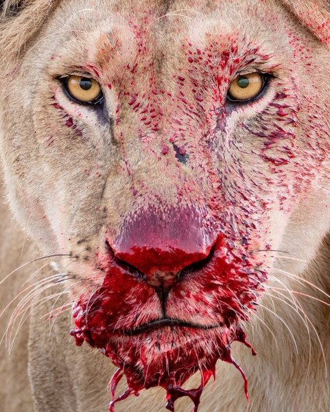 Thumbnail of chl-9kdlbnf-77a8a53306da4467 0