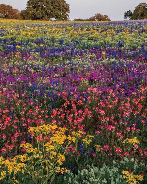 Thumbnail of p-dbw3fndyokz-78114bf64db940c1 2