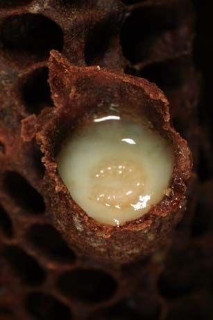 Thumbnail of www-x-com-magnusvigso-status-1983950558114541834-78822e44c7a24e33