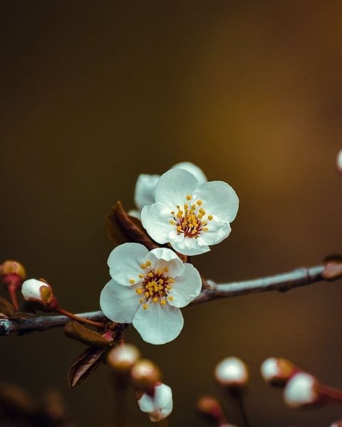 Thumbnail of mc2-rots-78a0bede0b08423a 4