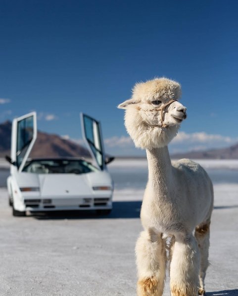 Thumbnail of p-dhqopurpjyk-793c580b21f34315 4