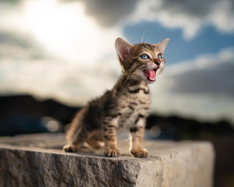 Thumbnail of p-cjqu4rdhipz-79ab88673a304a65 0