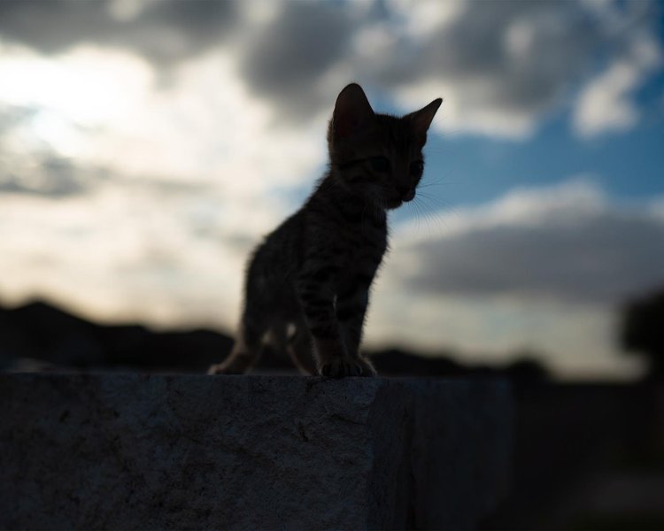 Thumbnail of p-cjqu4rdhipz-79ab88673a304a65 2