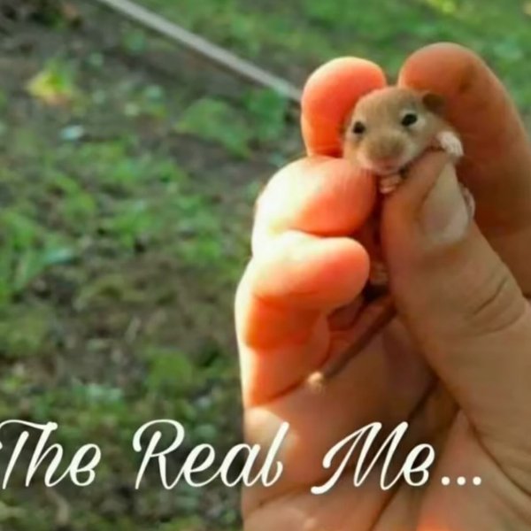 Thumbnail of p-dg8kpjsps0a-7a0a2fc6c3eb4e4c 1