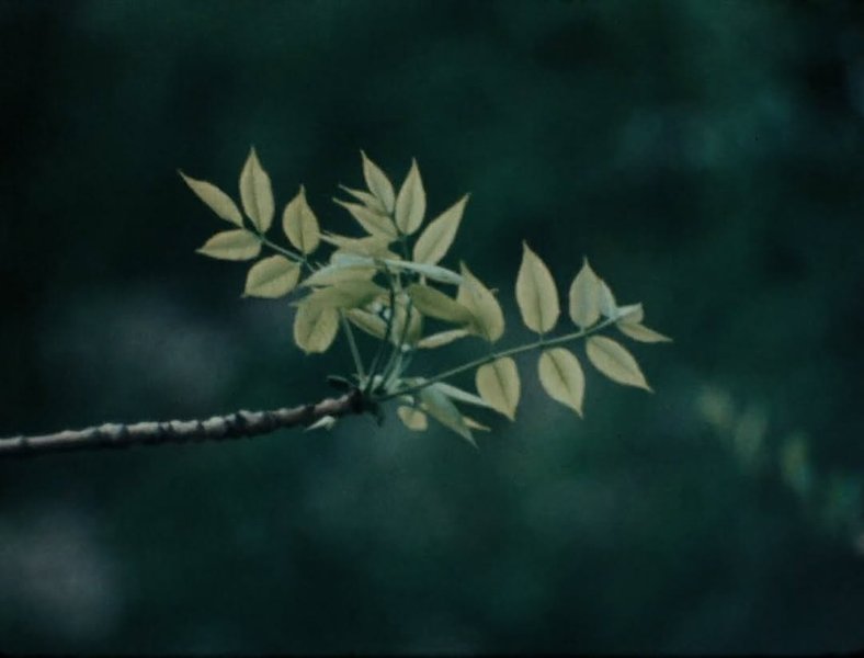 Thumbnail of www-instagram-com-p-dhlsnymt-dv-img-index-4 5