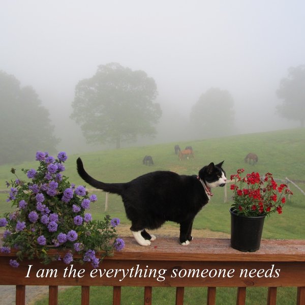 Thumbnail of p-ct92gdvlxa-7b33545d37fc493d 7