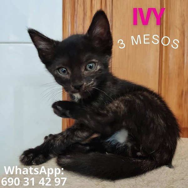 Thumbnail of p-cr865vyi86s-7b3fc1b14e91448d 0