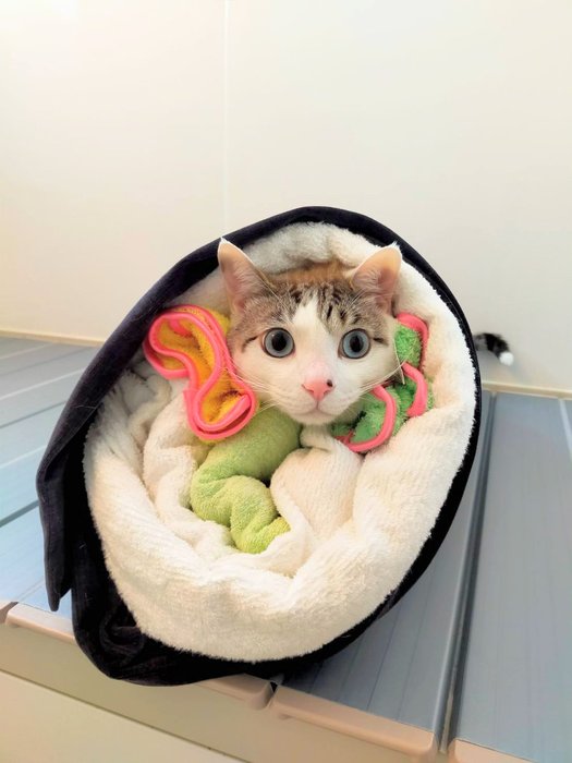 Thumbnail of www-x-com-cotoryxxx-status-1355384184852758529-7cb291ce435d4a69