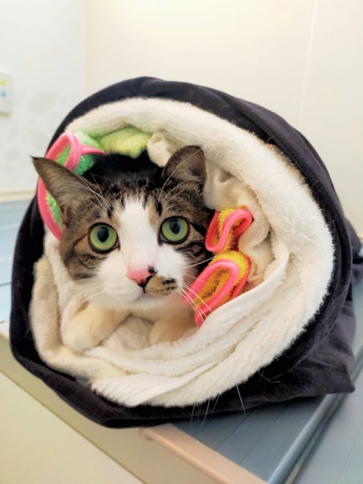 Thumbnail of www-x-com-cotoryxxx-status-1355384184852758529-7cb291ce435d4a69