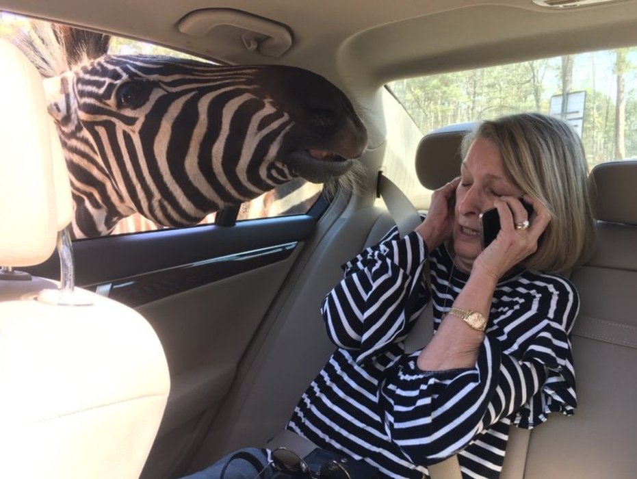 Thumbnail of www-x-com-dukeofzamunda-status-980913971392741377-7e06b530d8294e96