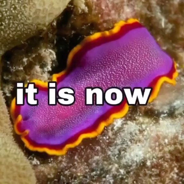 Thumbnail of p-cnlojbol5dt-7e17386d31634ea7 1