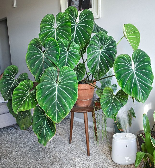 Thumbnail of www-x-com-hobbyistplant-status-1625660069810503682-7e363cb17d2c487c