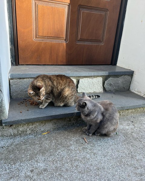 Thumbnail of cf1-5pwipjv-7e454a91b76042eb 3