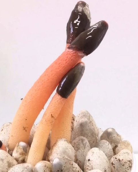 Thumbnail of p-bjyx7aabx7x-7eac3c7707e24319 0