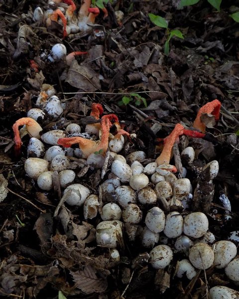 Thumbnail of p-bjyx7aabx7x-7eac3c7707e24319 3