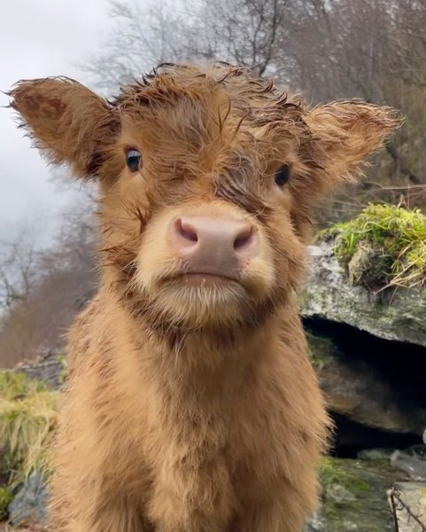 Thumbnail of p-cwiz949bxkb-7f3585782c2940a2 0