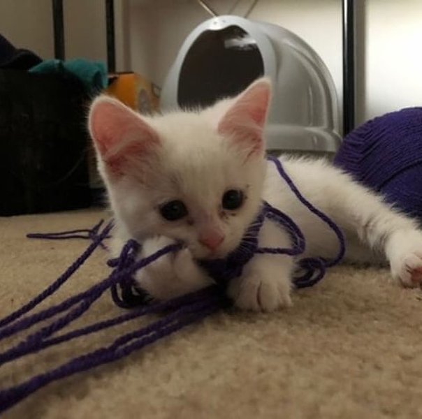 Thumbnail of p-b1o3wdkfeu5-814d017222b94bb5 1