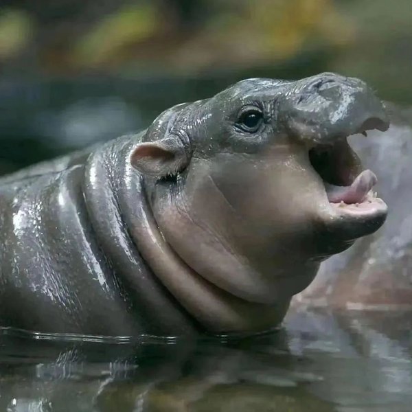 Thumbnail of p-daakdiuyvfm-821ce5f1c2da4f34 2