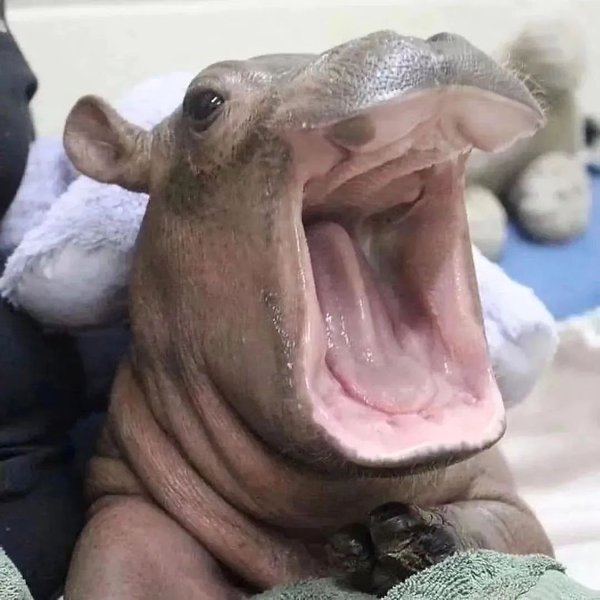 Thumbnail of p-daakdiuyvfm-821ce5f1c2da4f34 3