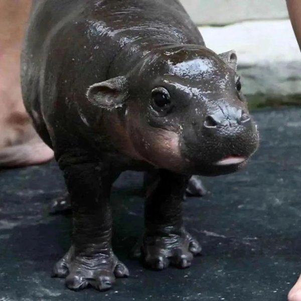 Thumbnail of p-daakdiuyvfm-821ce5f1c2da4f34 4