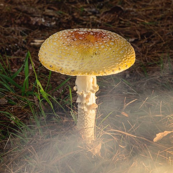 Thumbnail of x-auzu-82be742dc4994603 0