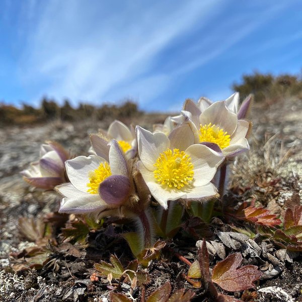 Thumbnail of p-cdwvunnkdjm-835af333844d4ede 0