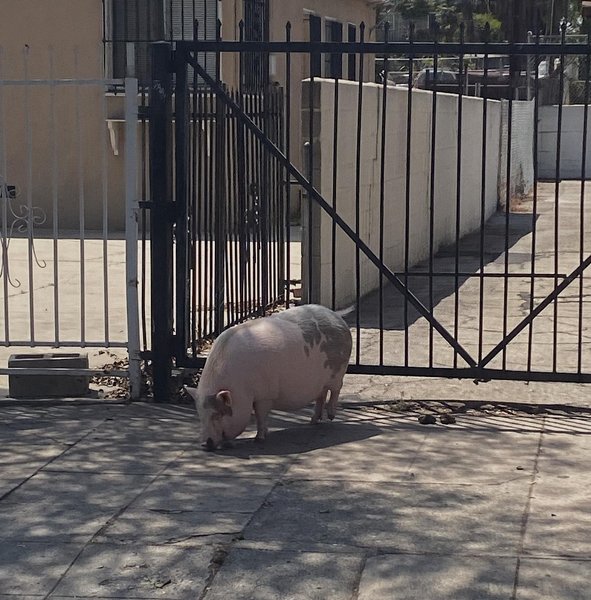 Thumbnail of chlhz-alpr-837df0eb2174419b 1