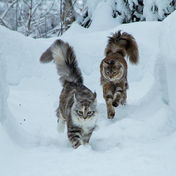 Thumbnail of bekcw1lf-ff-847e439680474d43 0