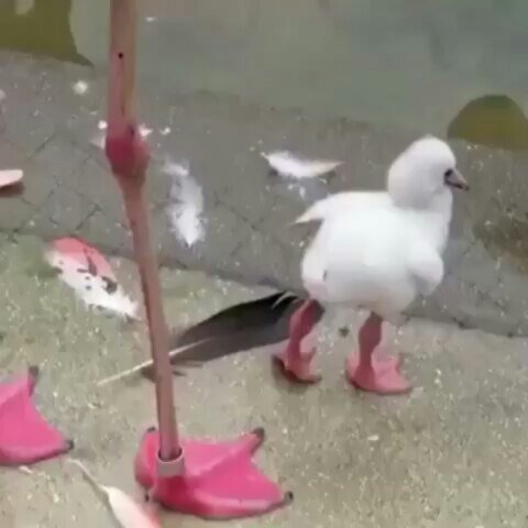 Thumbnail of p-b1btmuongrb-84dca6841cef4b0b 1