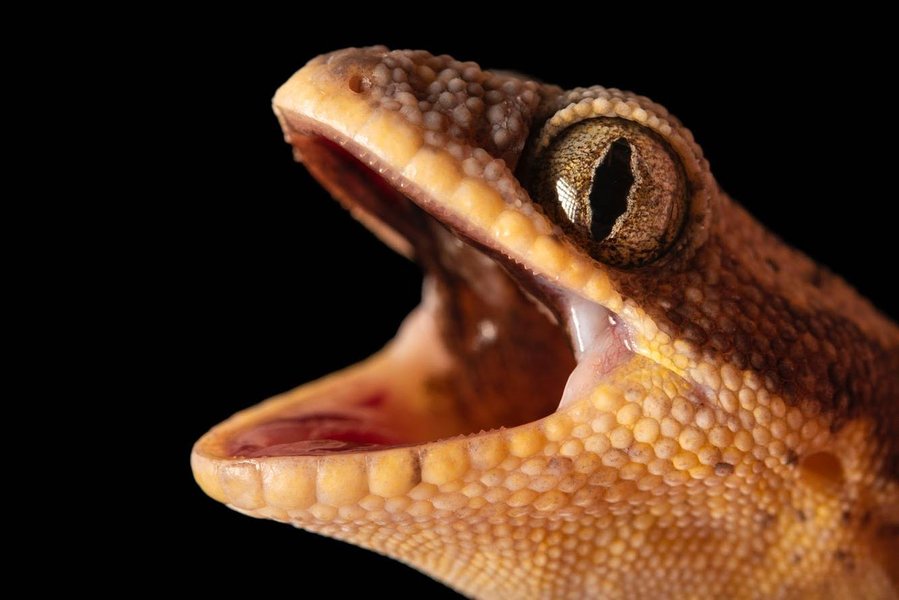 Thumbnail of p-bz3ghevniv2-868b7bdd45d34e45 0