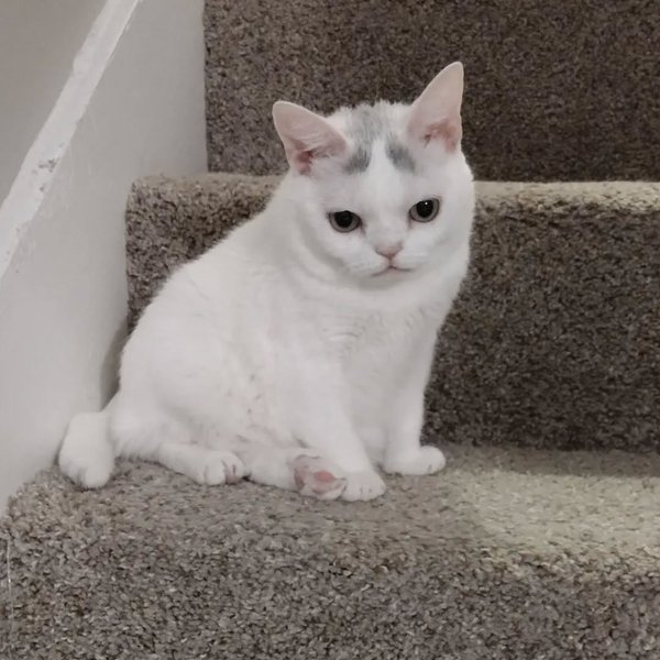 Thumbnail of p-clh0g8yrrzs-86b11b89e4ca40e5 2