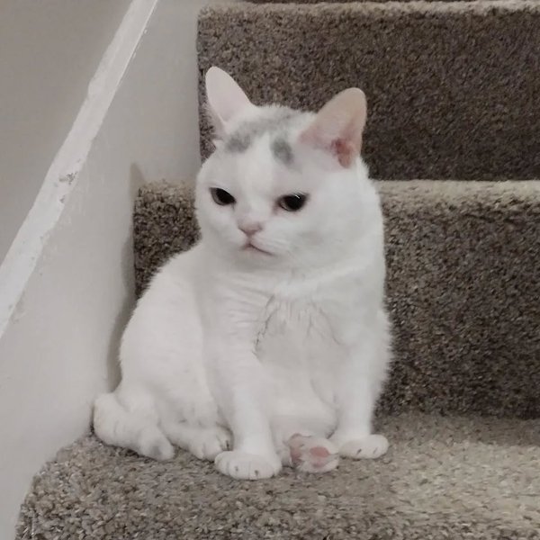 Thumbnail of p-clh0g8yrrzs-86b11b89e4ca40e5 4