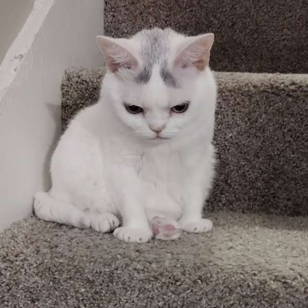 Thumbnail of p-clh0g8yrrzs-86b11b89e4ca40e5 7