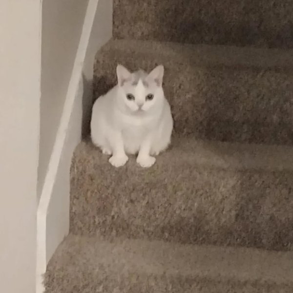 Thumbnail of p-clh0g8yrrzs-86b11b89e4ca40e5 8