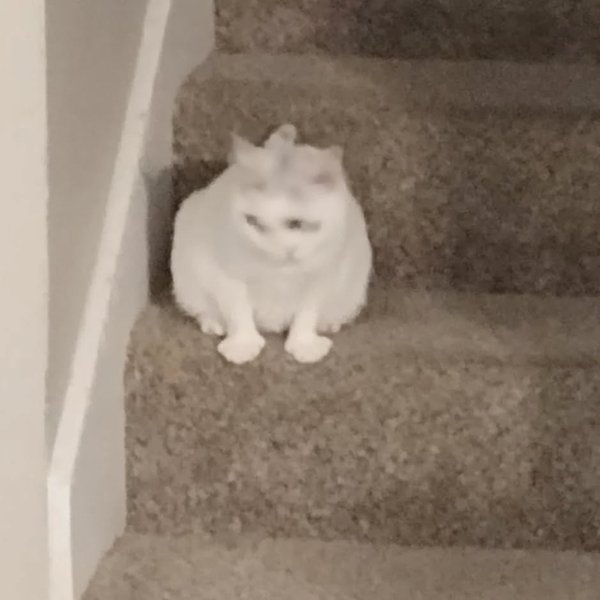 Thumbnail of p-clh0g8yrrzs-86b11b89e4ca40e5 9