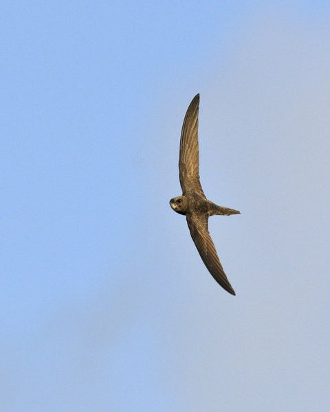 Thumbnail of p-cnphk2yh67q-87cf4cfcc8c0450e 0