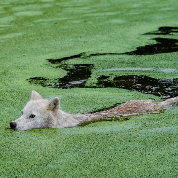 Thumbnail of p-czfandts72c-8923eccb66e44445 6