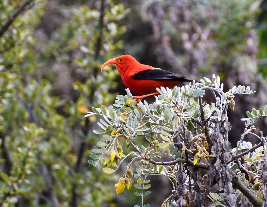 Thumbnail of www-x-com-hipacparks-status-1729297418771120570-8ab45e048b794eb8