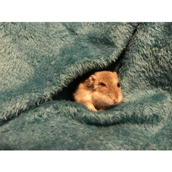 Thumbnail of p-ban6htlg9hp-8bc99675cce64ace 1