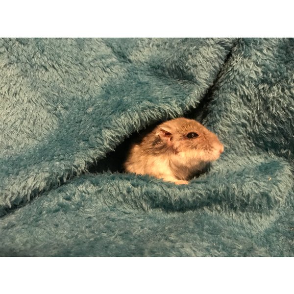 Thumbnail of p-ban6htlg9hp-8bc99675cce64ace 2