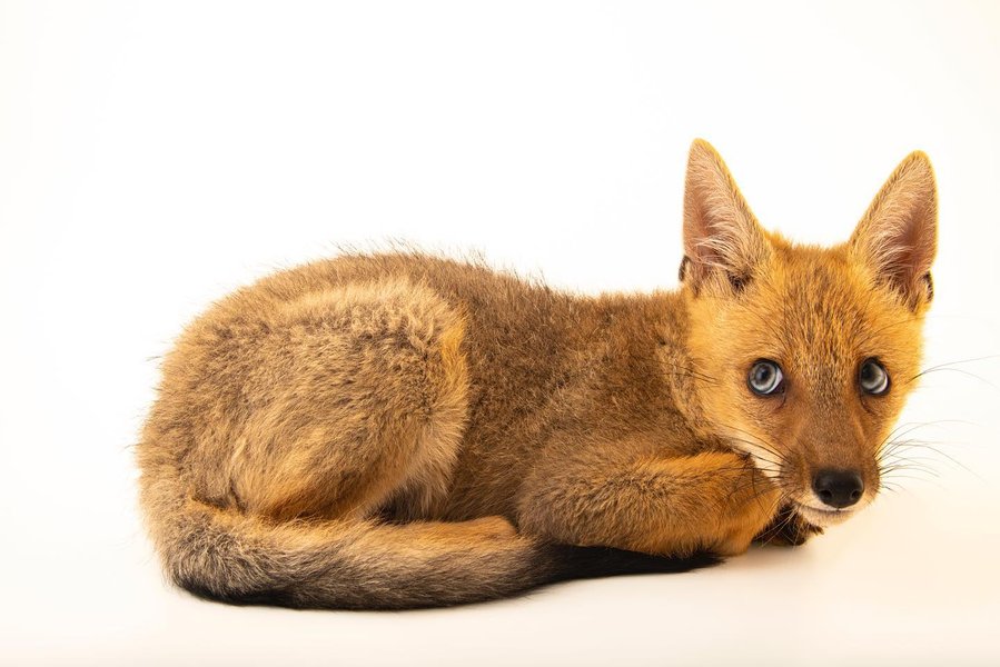 Thumbnail of p-cqgevwihxmq-8bed690d55154762 0