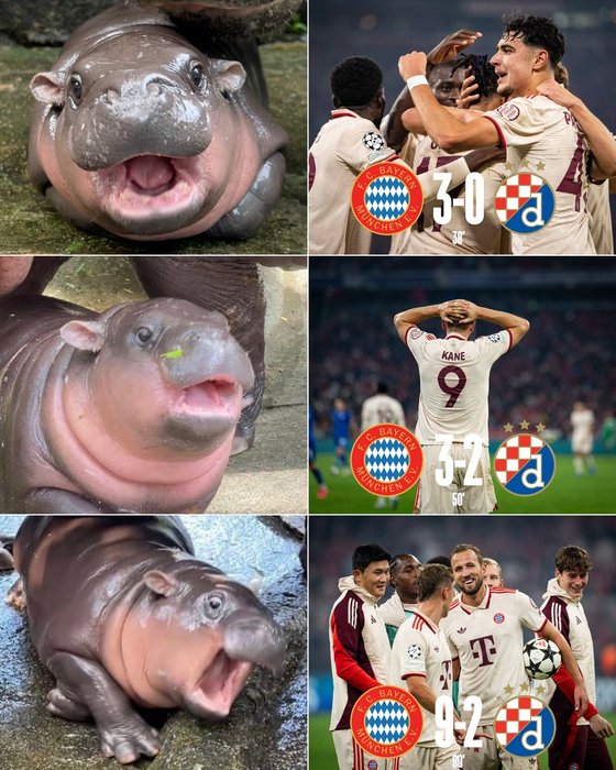 Thumbnail of www-x-com-fcbayernen-status-1836475691421855852-8cca2954b7dd49f4