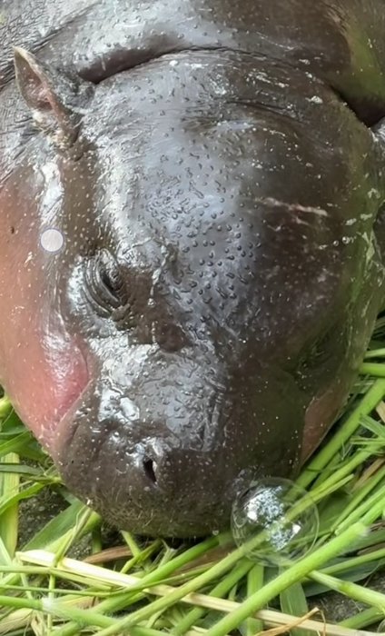 Thumbnail of www-x-com-drarry-175-status-1836087918223593949-8f8ef3c971e84e37