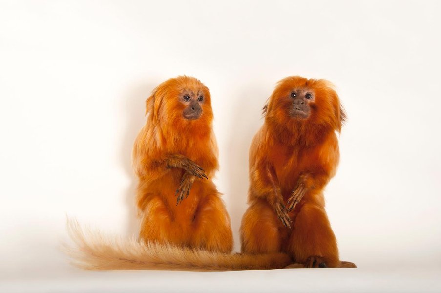 Thumbnail of p-b9rvj5qnira-9093af1c9d18407e 0