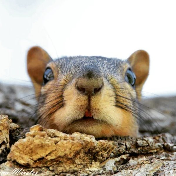 Thumbnail of p-bec51trluma-90d52479c6654337 0